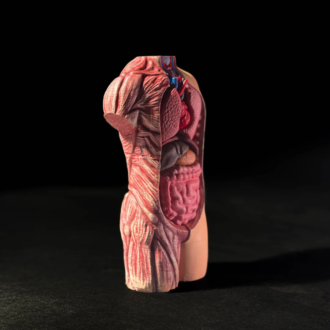 Angled front view of a human torso model showing muscles and internal organs.