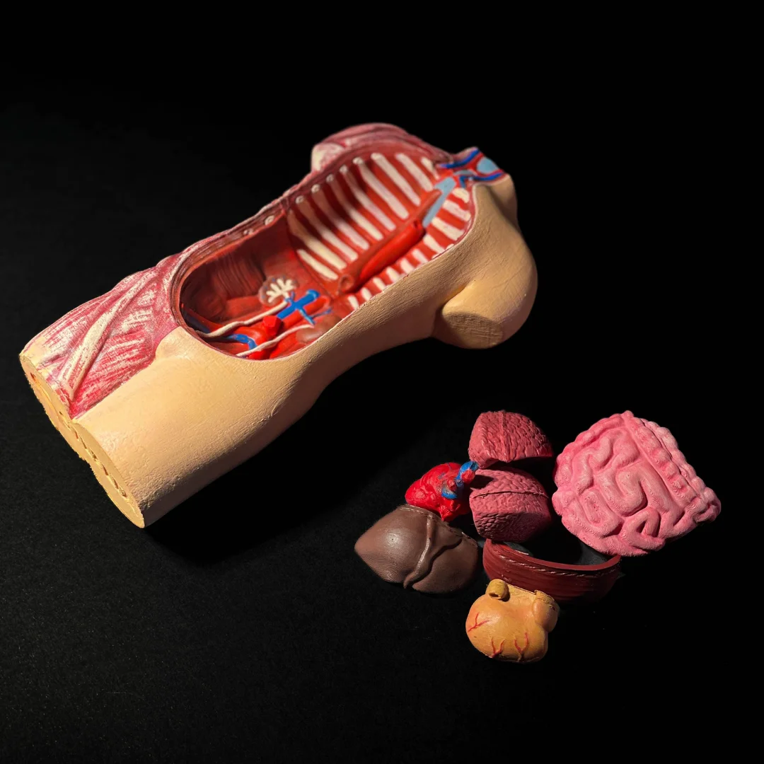 Human torso model lying open with removable organ pieces beside it.
