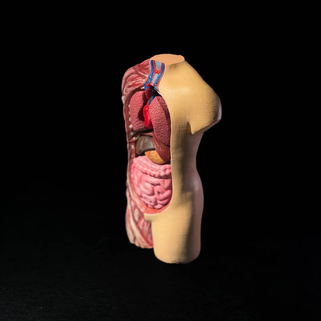 Side view of a human torso model showing internal organs.