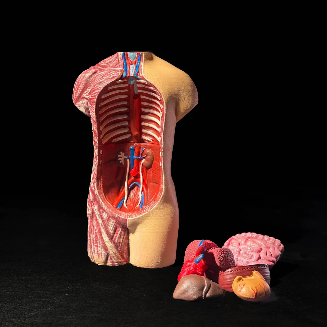 Upright human torso model with the chest cavity open and organ pieces beside it.