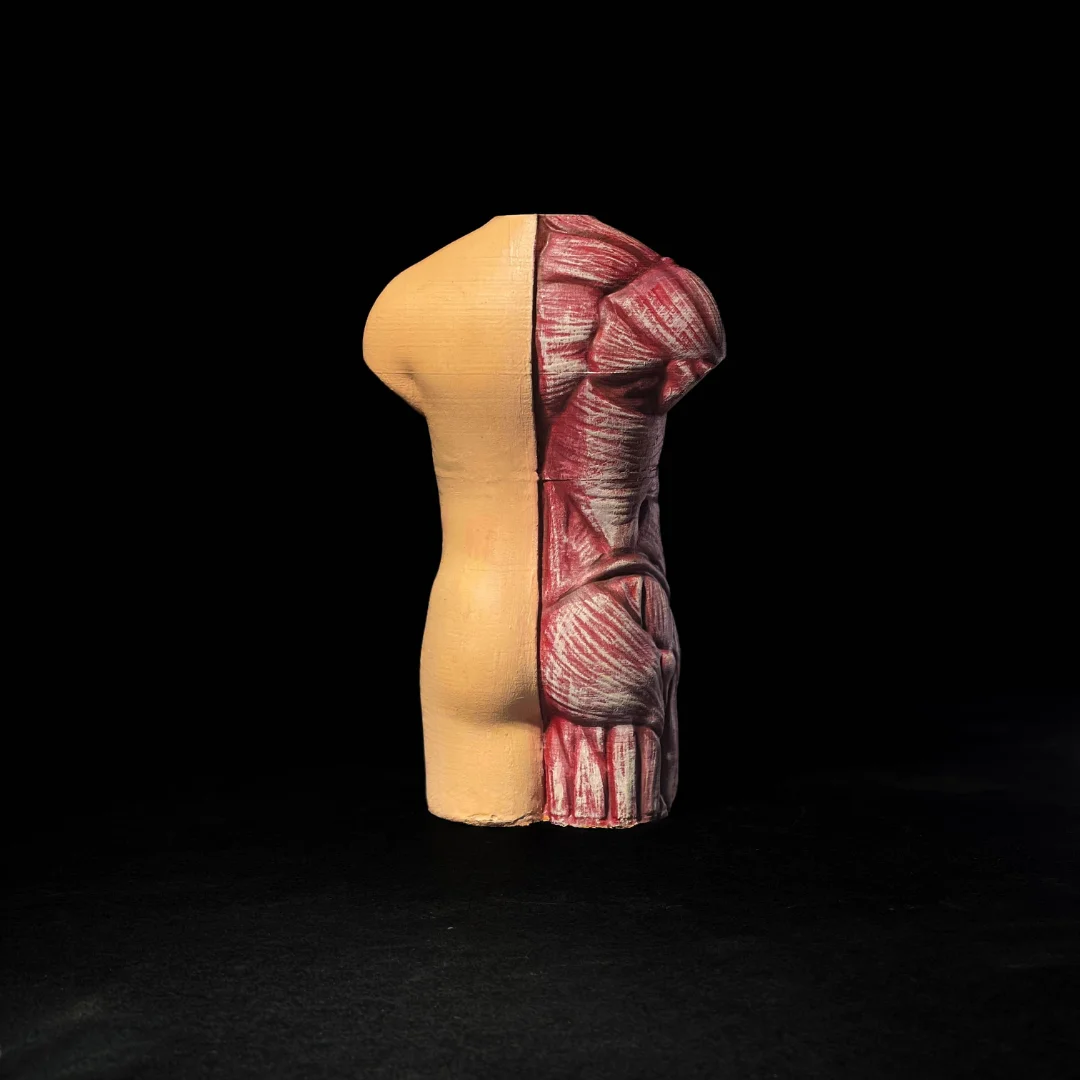Rear view of a human torso model showing exposed muscle detail.