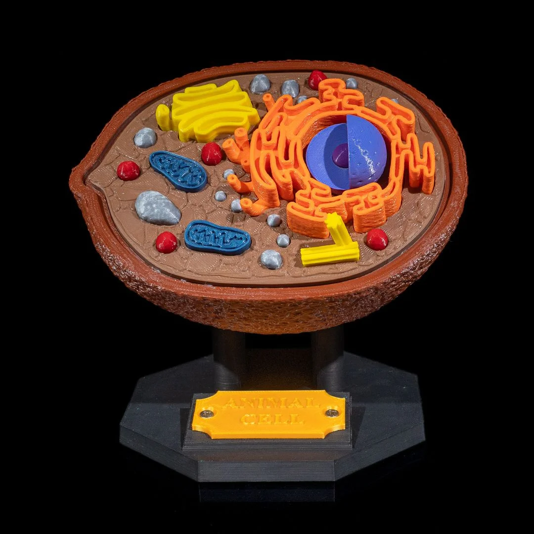 Animal cell model on a stand showing the nucleus and raised organelles.