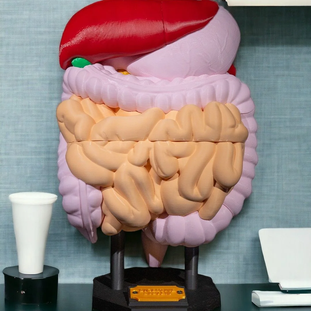 Assembled digestive system teaching model on its display base.
