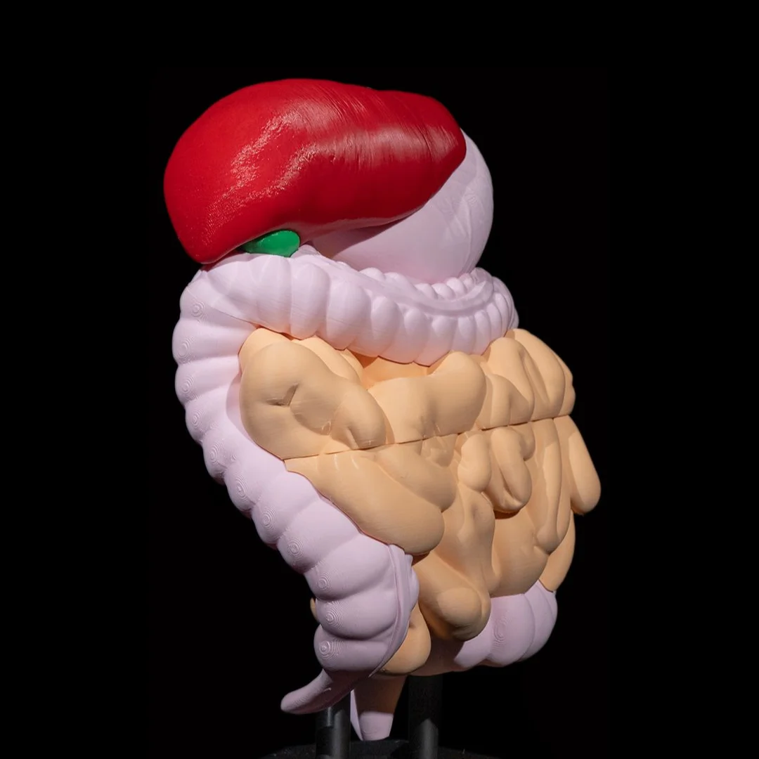 Side angle of a digestive system model showing the liver and intestines.