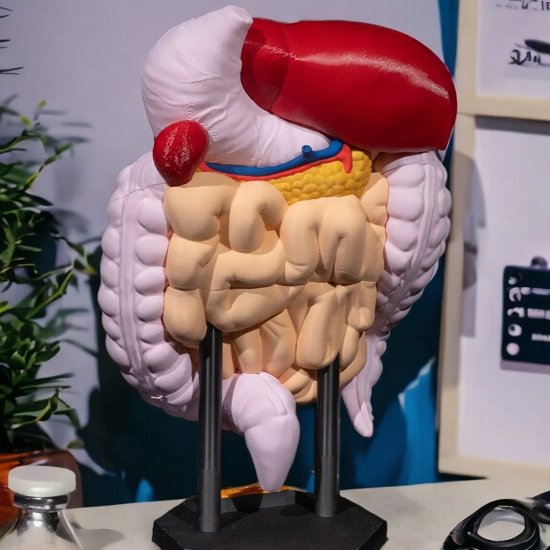 Rear angle of a digestive system model showing the pancreas and intestines.