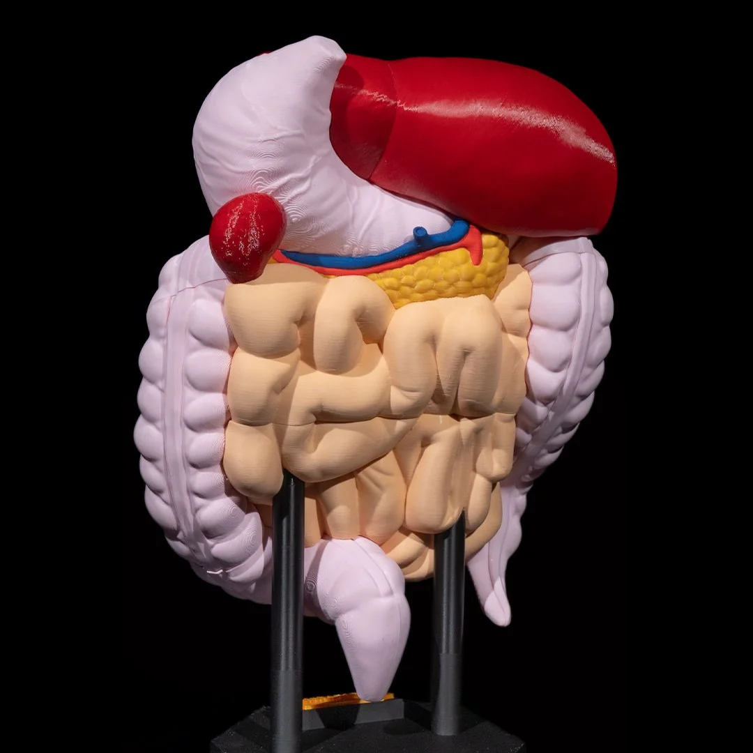 Rear view of an assembled digestive system teaching model.