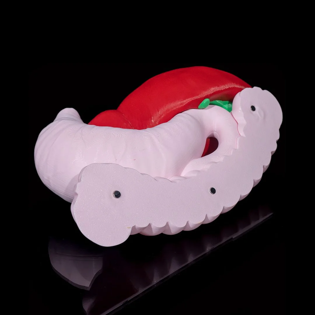 Removed digestive system model section showing attachment points.