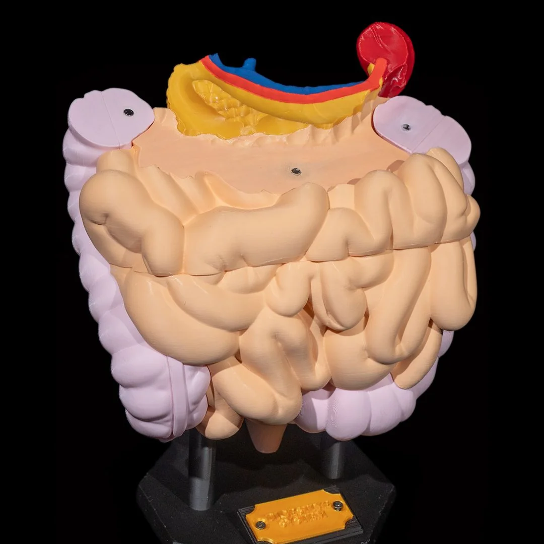Digestive system model with the upper section removed to expose internal details.