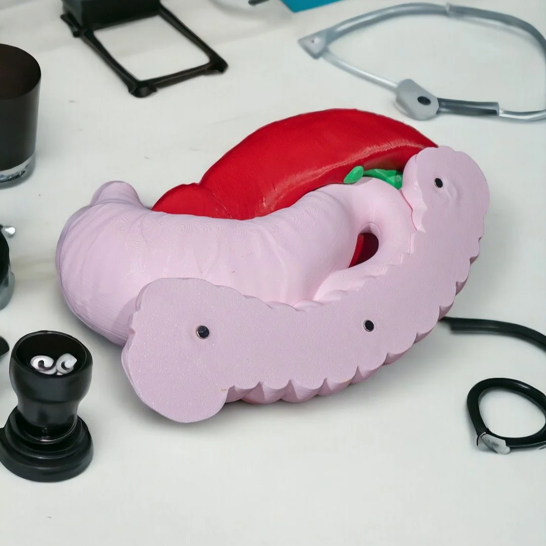 Detached upper organ section from the digestive system model.