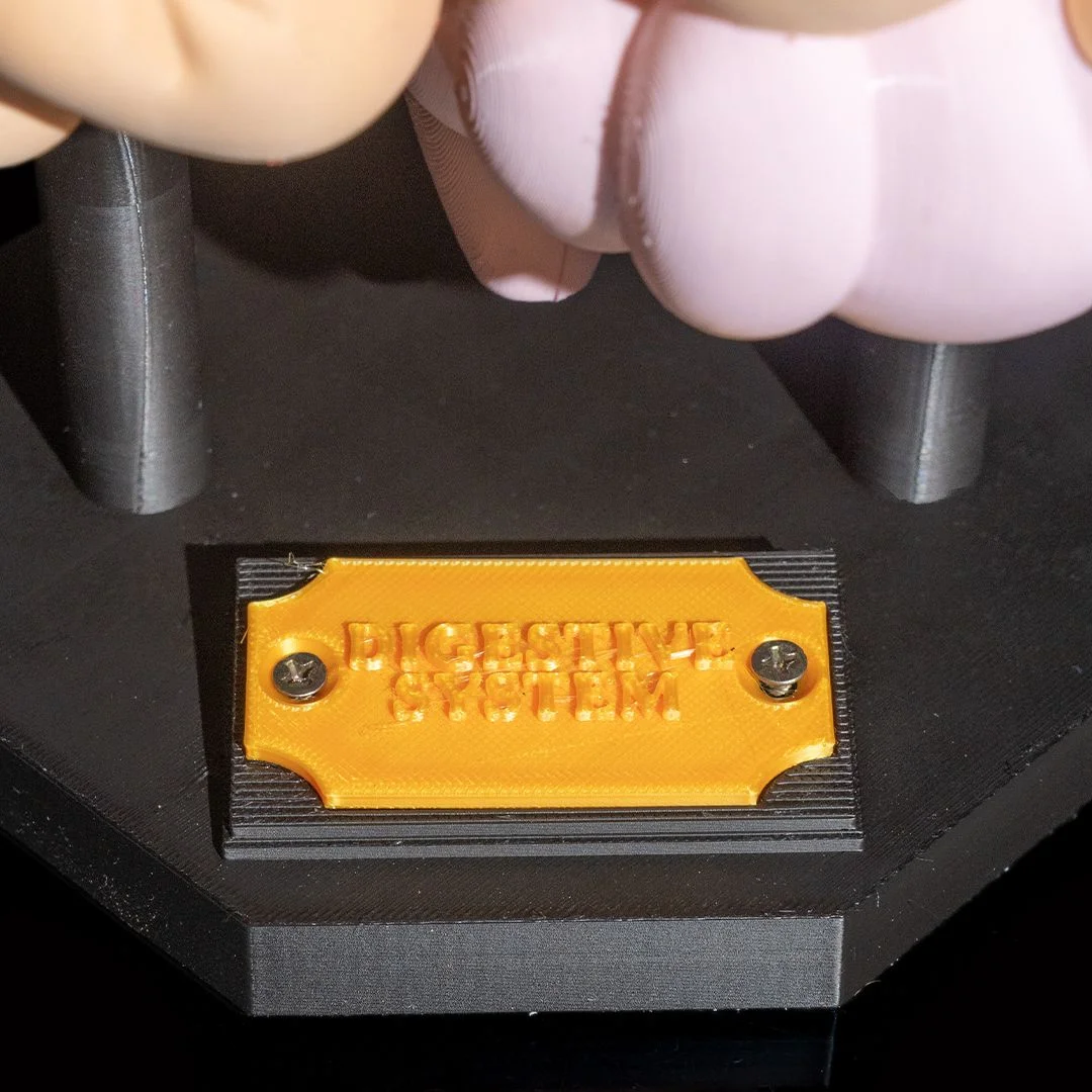 Close view of the digestive system model nameplate and display stand.