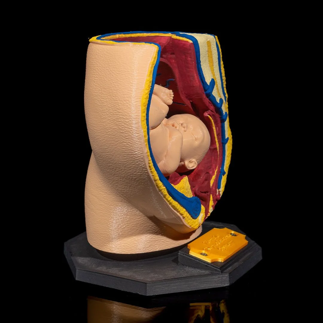 Angled view of a pregnancy anatomy model showing a fetus inside a womb cross-section.