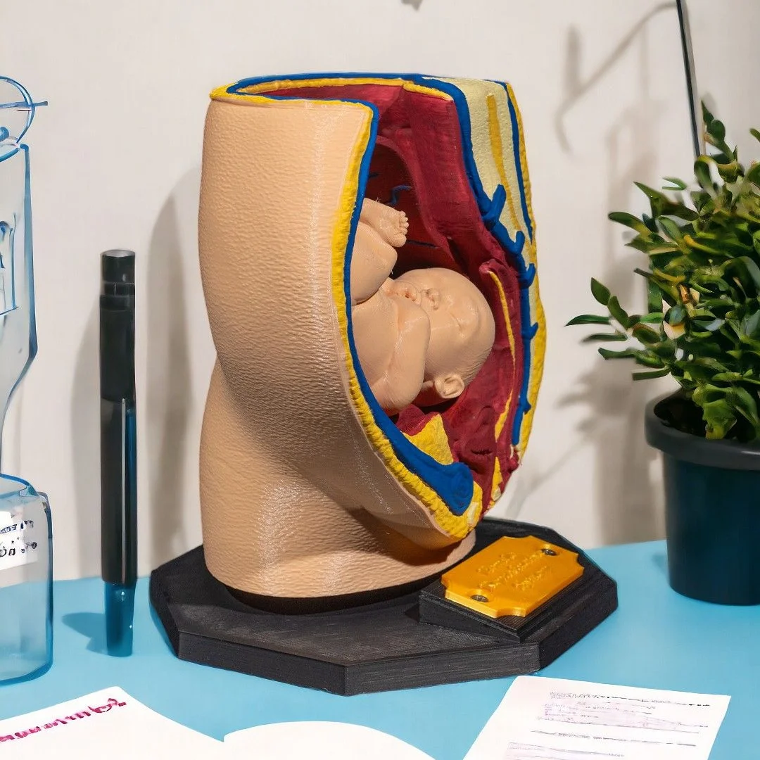 Pregnancy anatomy teaching model displayed on its stand.