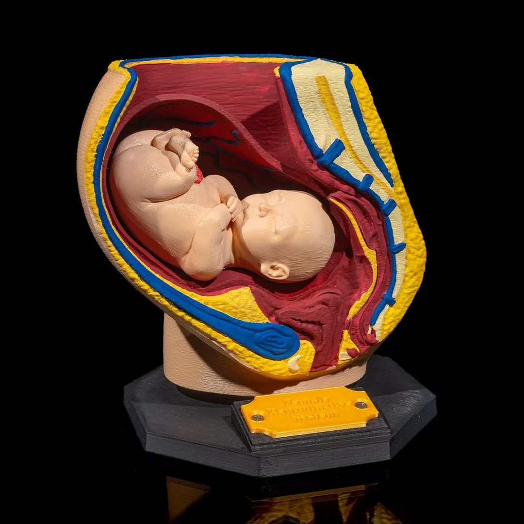 Angled front view of a pregnancy anatomy model on a display base.