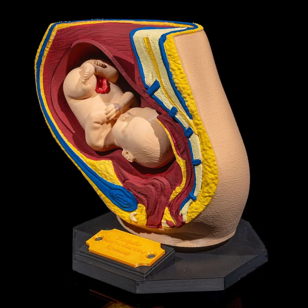 Side angle of a pregnancy cross-section model showing the fetus.