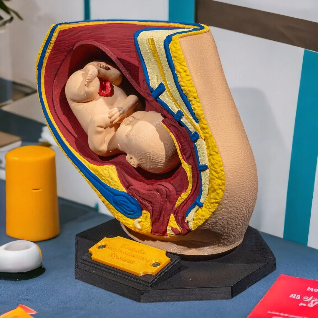 Pregnancy anatomy model viewed from the side on its display stand.
