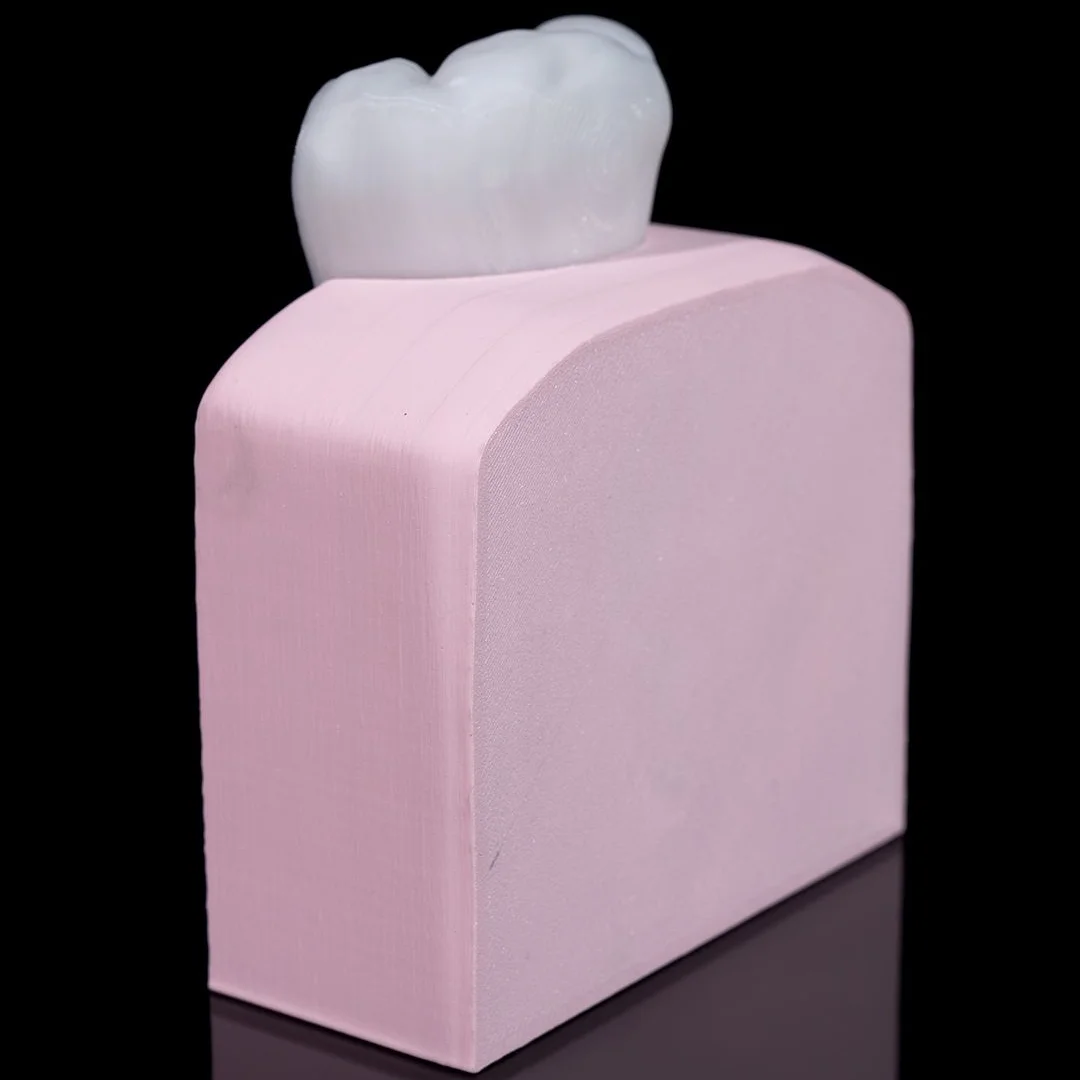 Rear view of a tooth teaching model with its crown above the gum section.