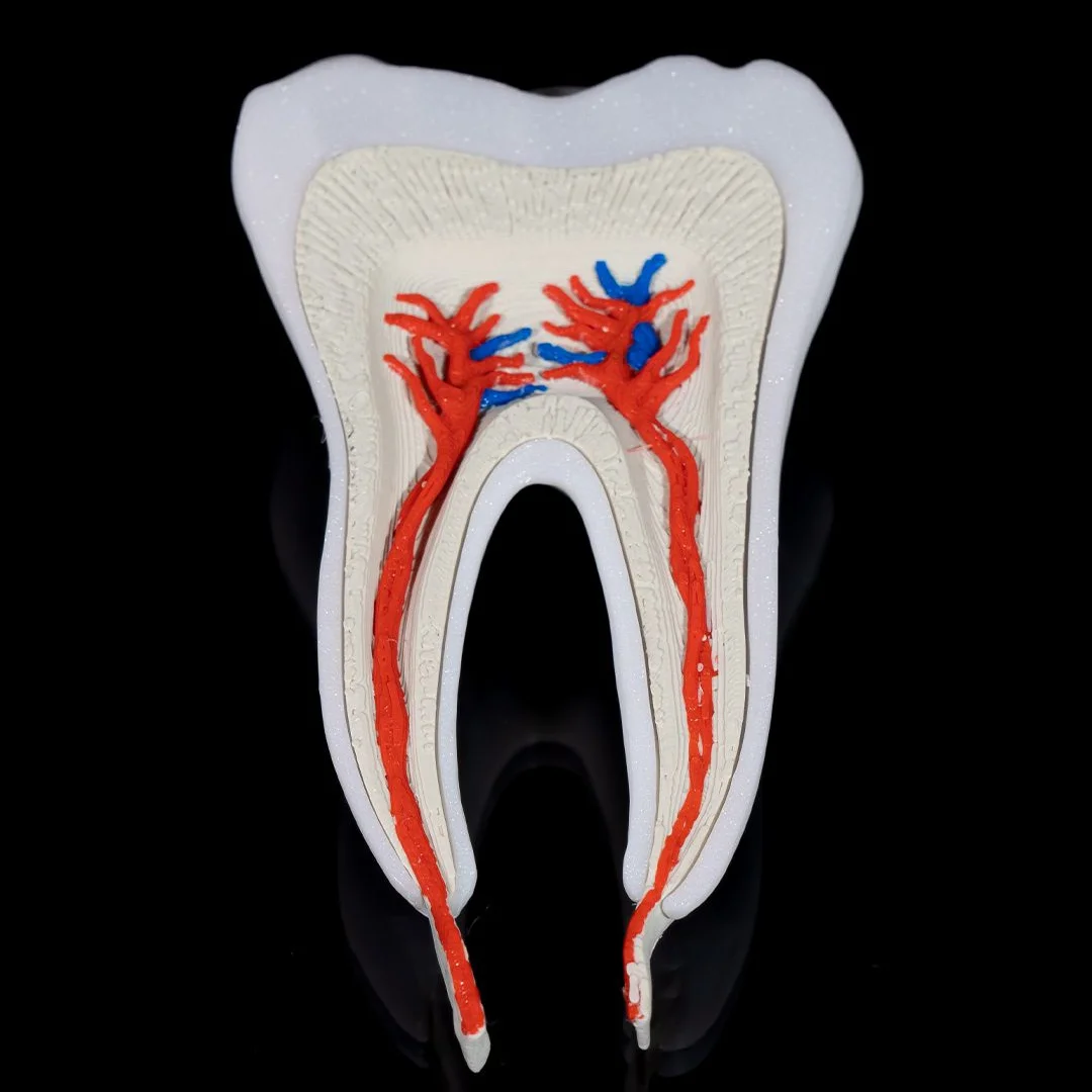Removable tooth cross-section showing the internal vessels and roots.