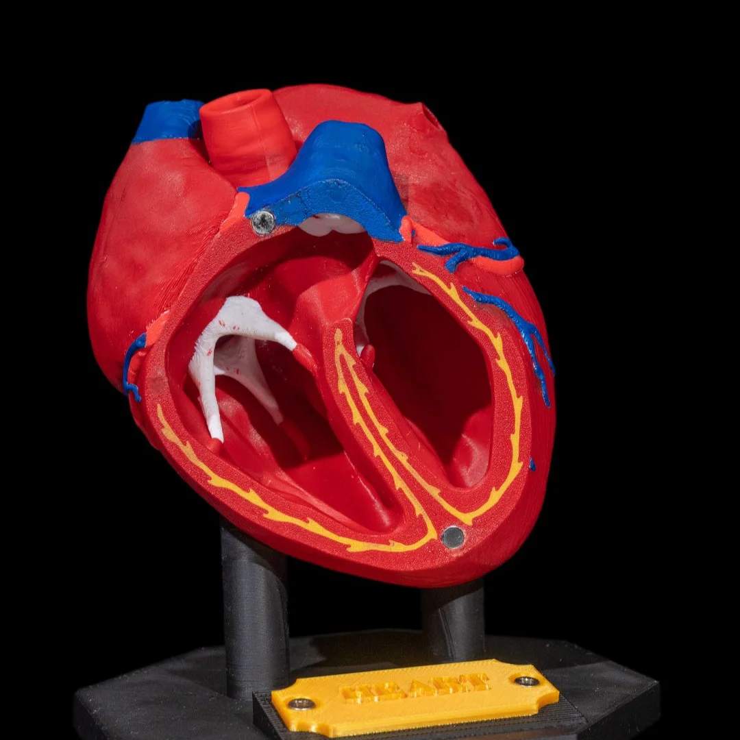 Heart anatomy model with an open section showing internal chambers and valves.