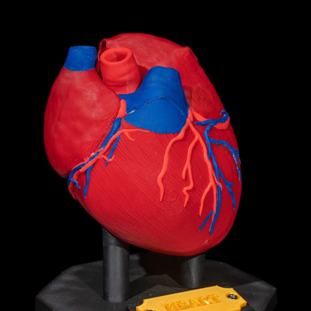 Front view of an assembled heart model showing surface blood vessels.