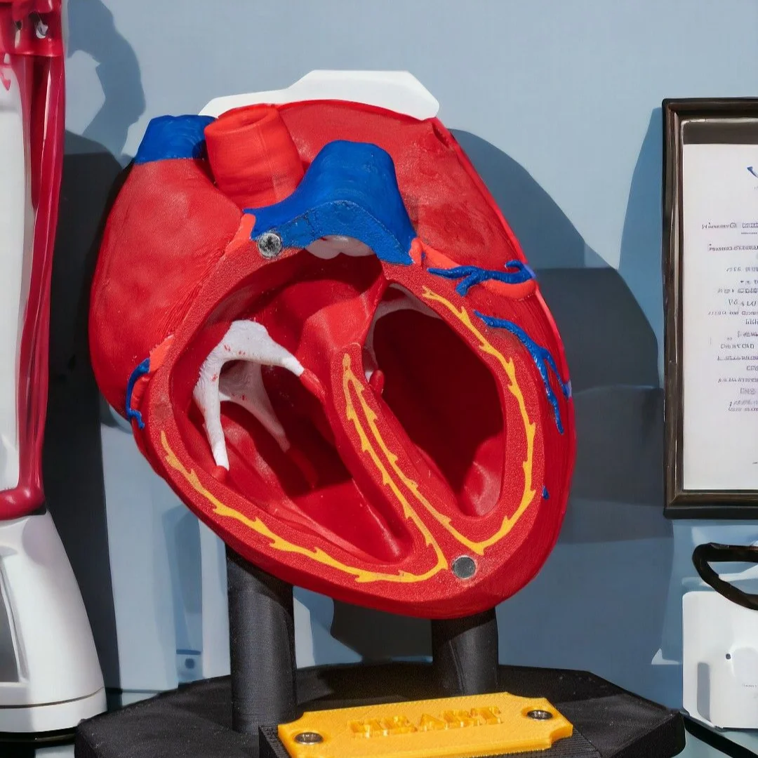 Open heart teaching model on its display stand.