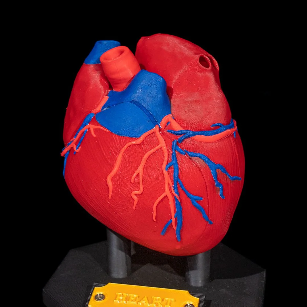 Angled view of a heart anatomy model showing major vessels and surface detail.