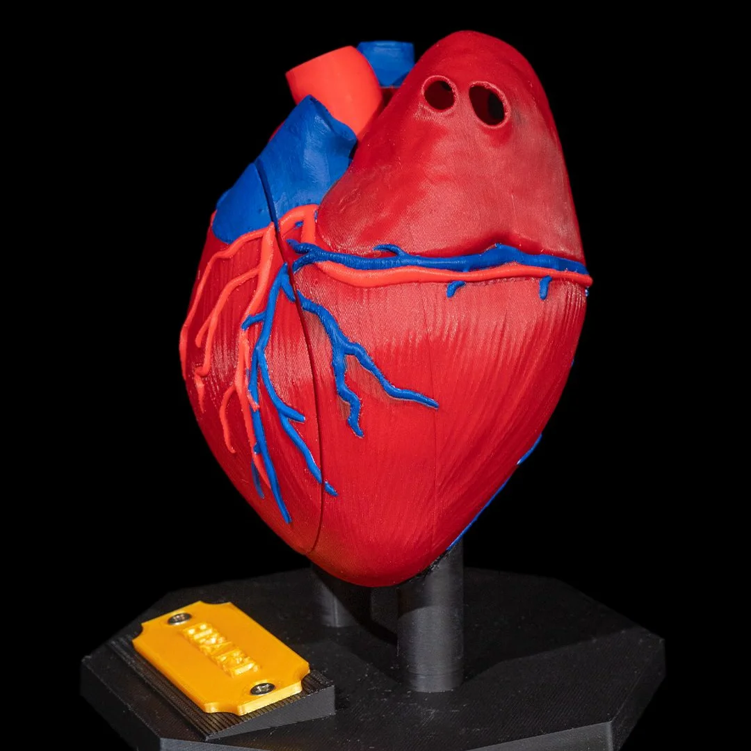 Side view of a heart model with branching surface blood vessels.