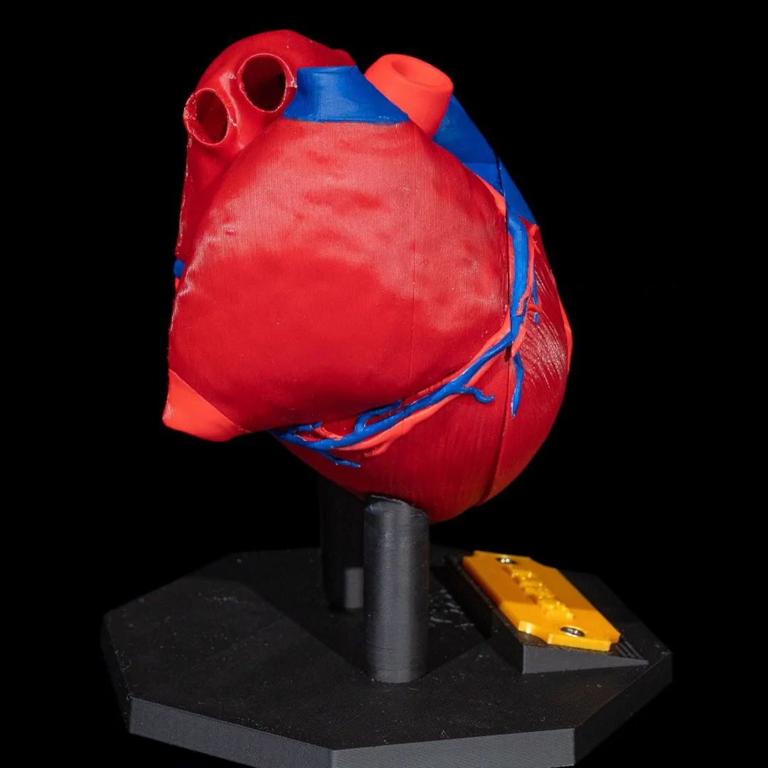 Opposite side of a heart anatomy model on its display base.
