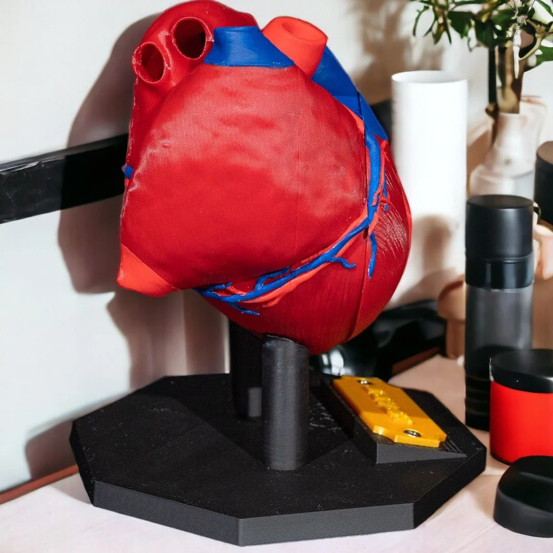 Angled side view of an assembled heart teaching model.