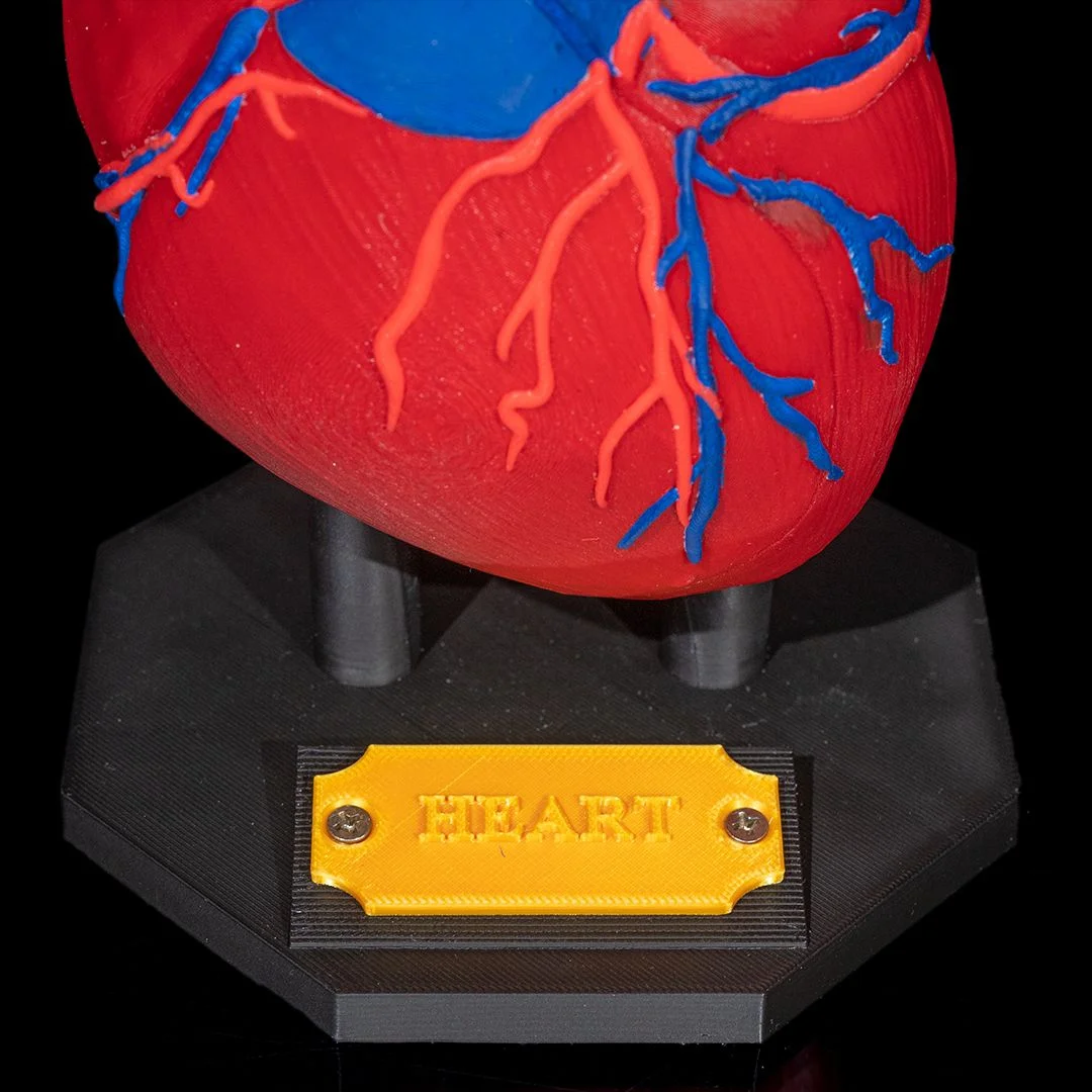 Close view of the heart model nameplate and support stand.