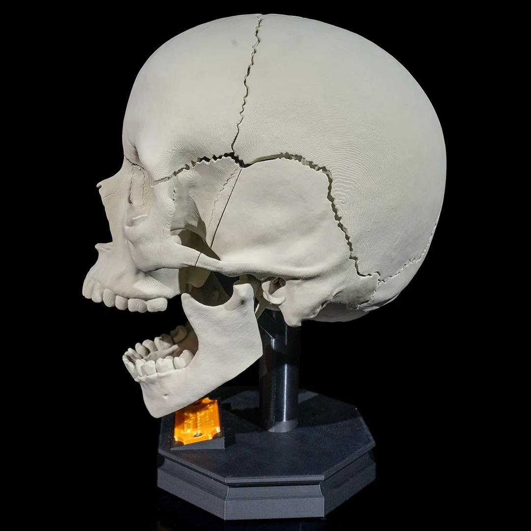Opposite side view of an adult skull teaching model on its stand.