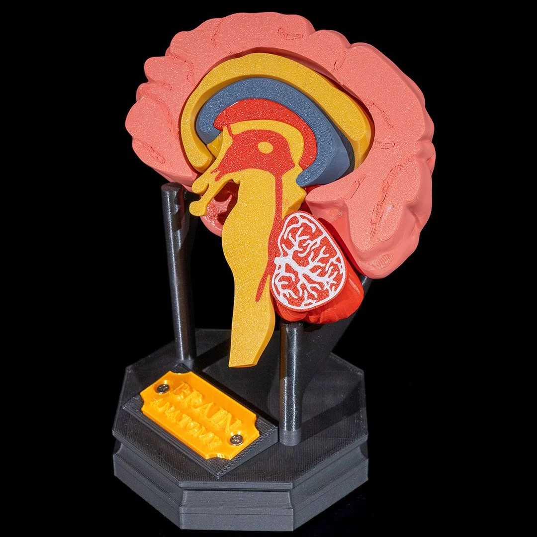 Opposite angle of a brain anatomy model showing the brainstem and cerebellum section.