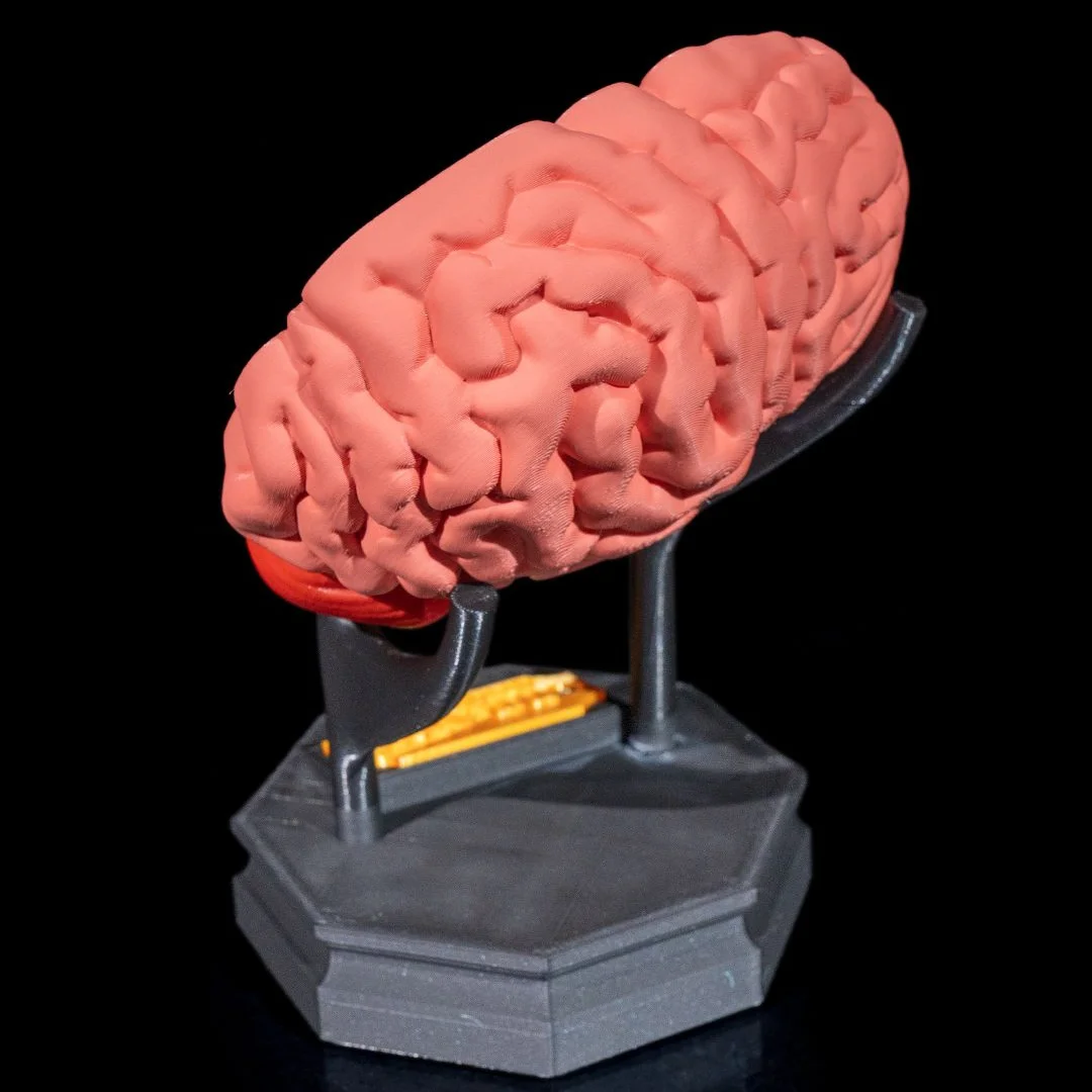 Outer surface of a brain model displayed on a stand.