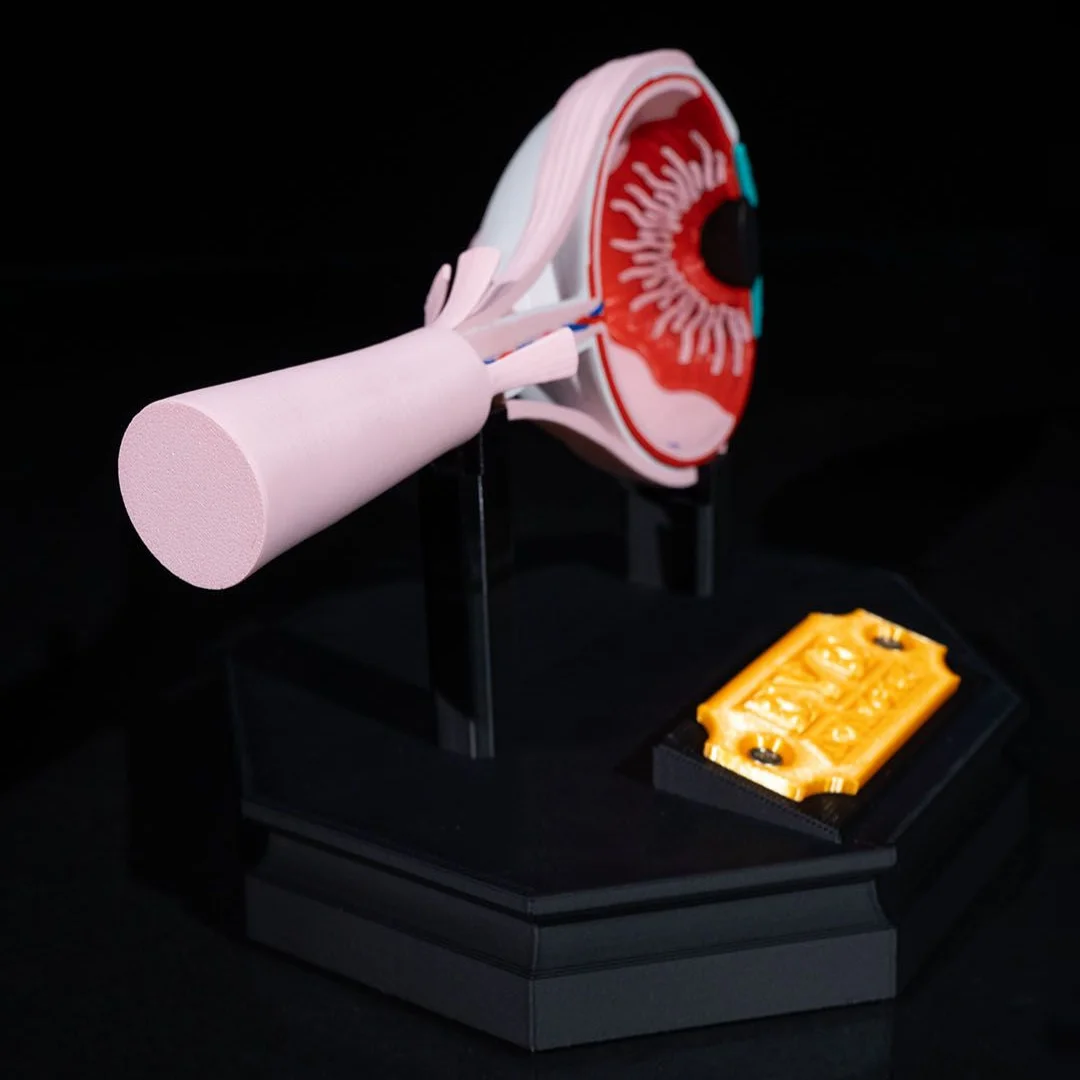 Rear angle of an eye anatomy model on a display stand.
