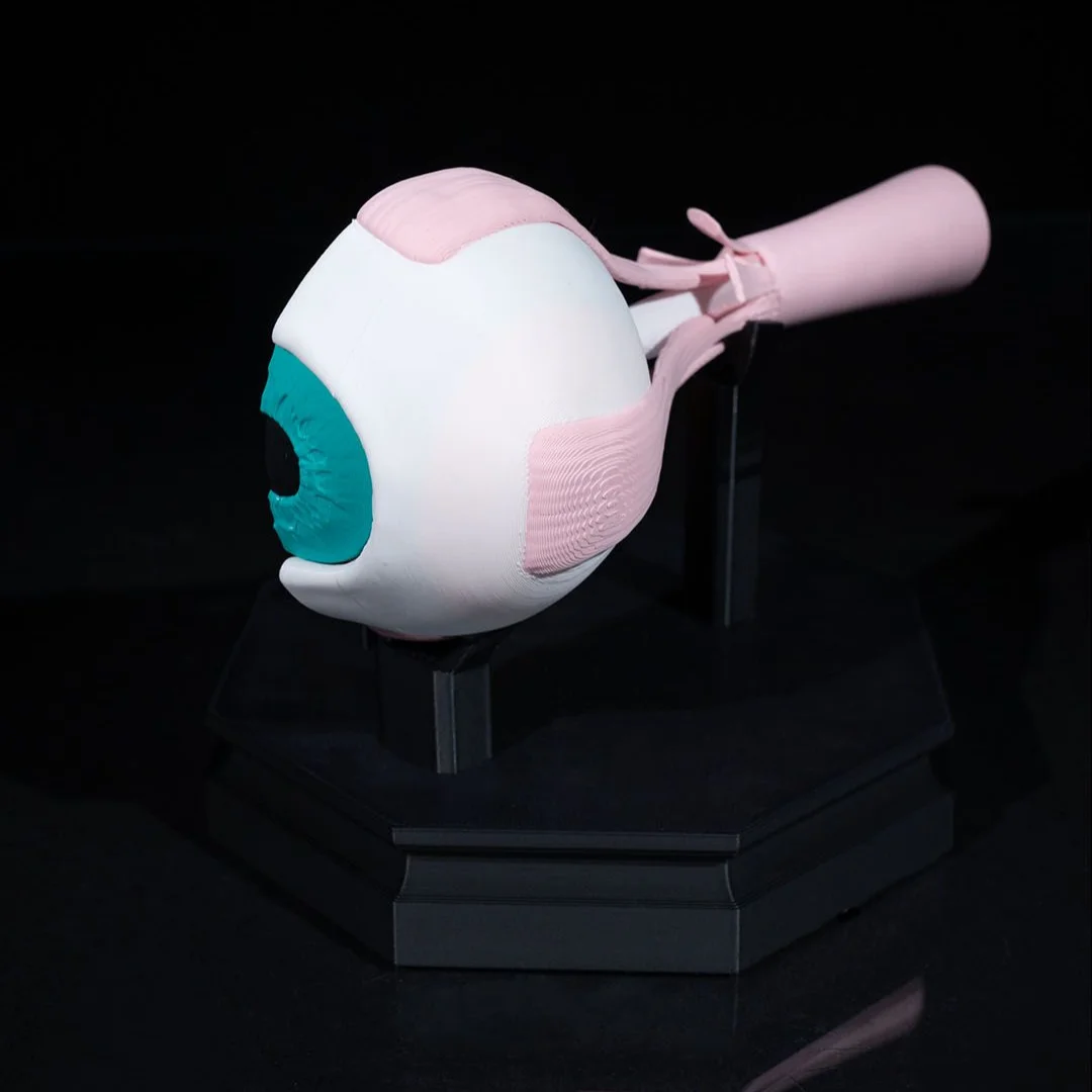 Outer view of an eye model showing the iris and optic nerve.