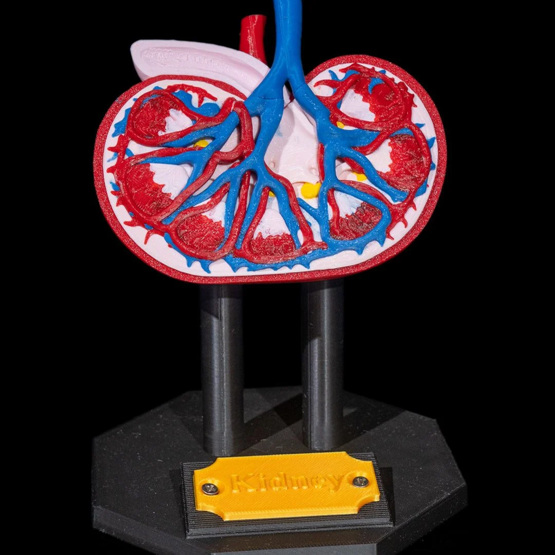Kidney cross-section model showing branching blood vessels on a display stand.