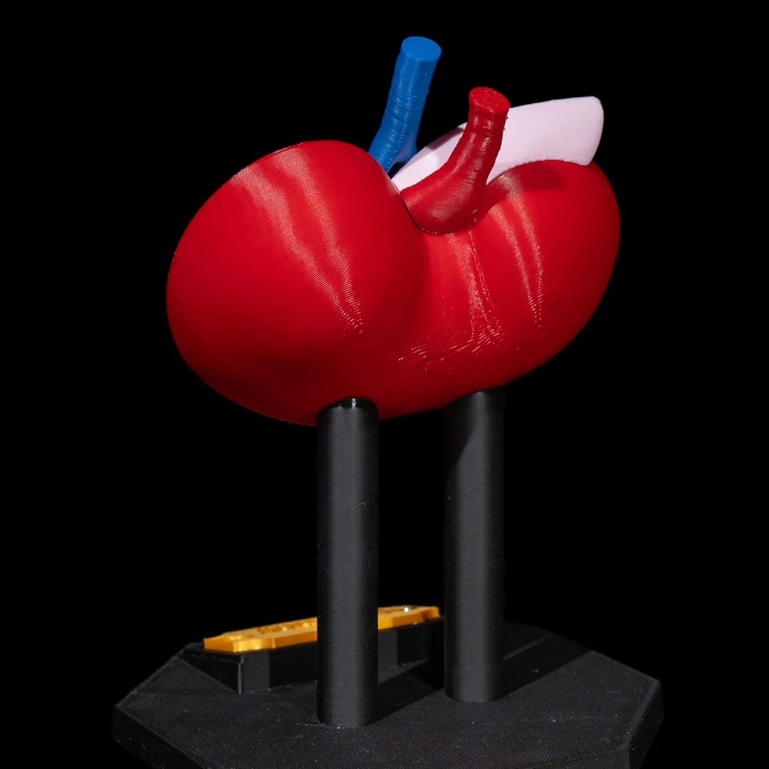 Rear view of a kidney model showing its outer surface.