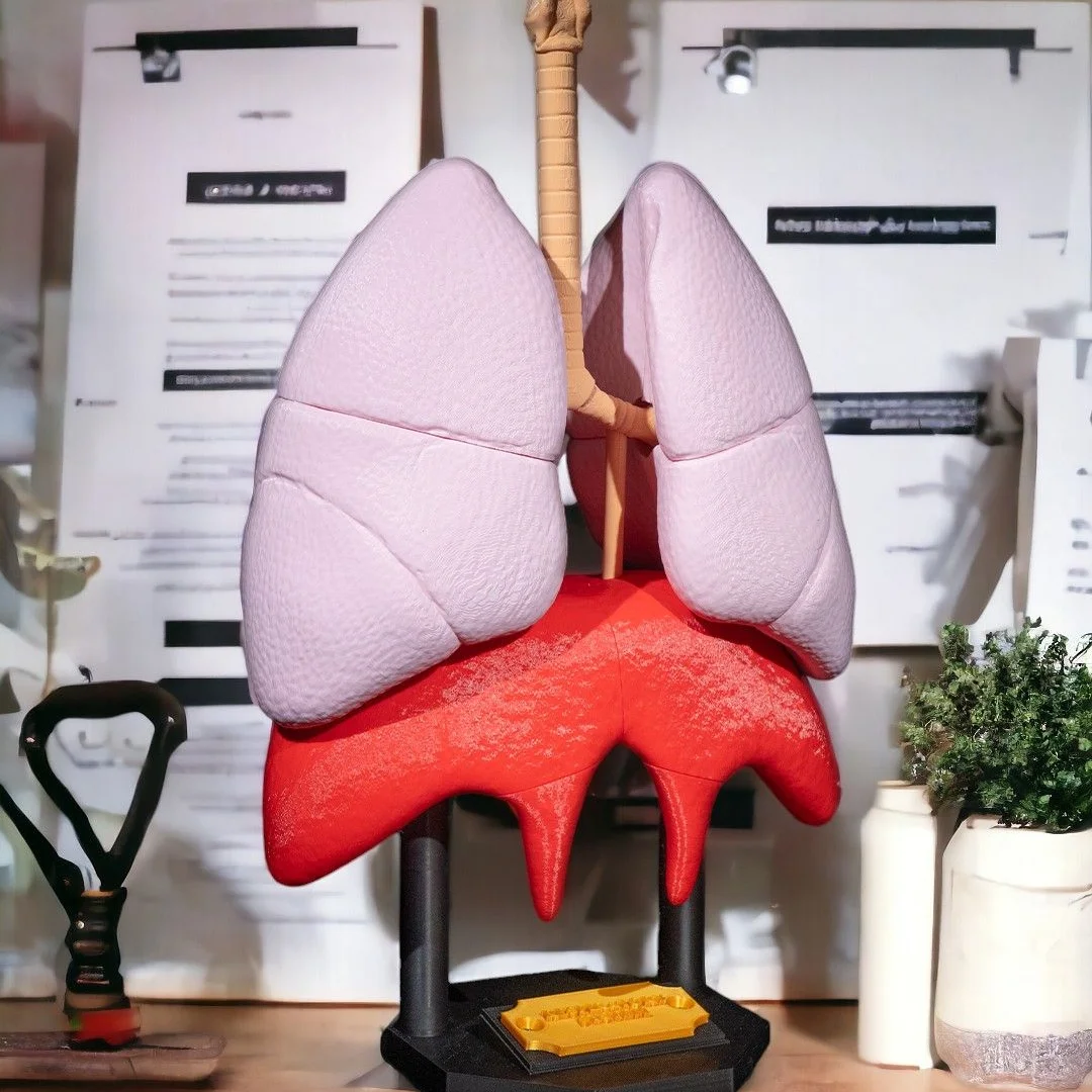 Lung anatomy model showing both lungs, the windpipe and diaphragm on a stand.