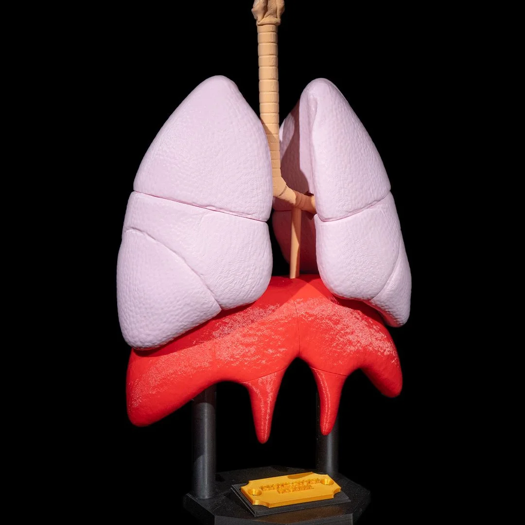 Front view of an assembled lung teaching model.