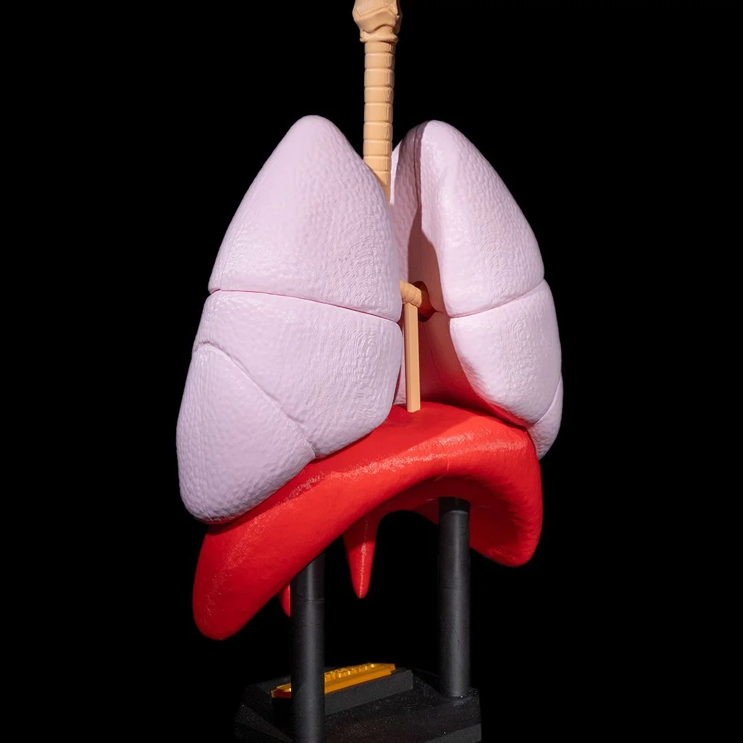 Angled view of the assembled lungs and diaphragm model.
