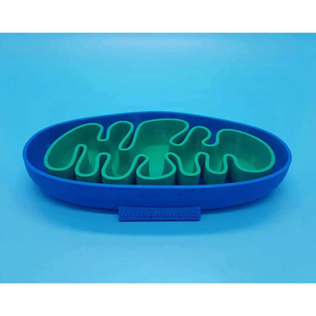 Mitochondrion cross-section model showing folds of the inner membrane.