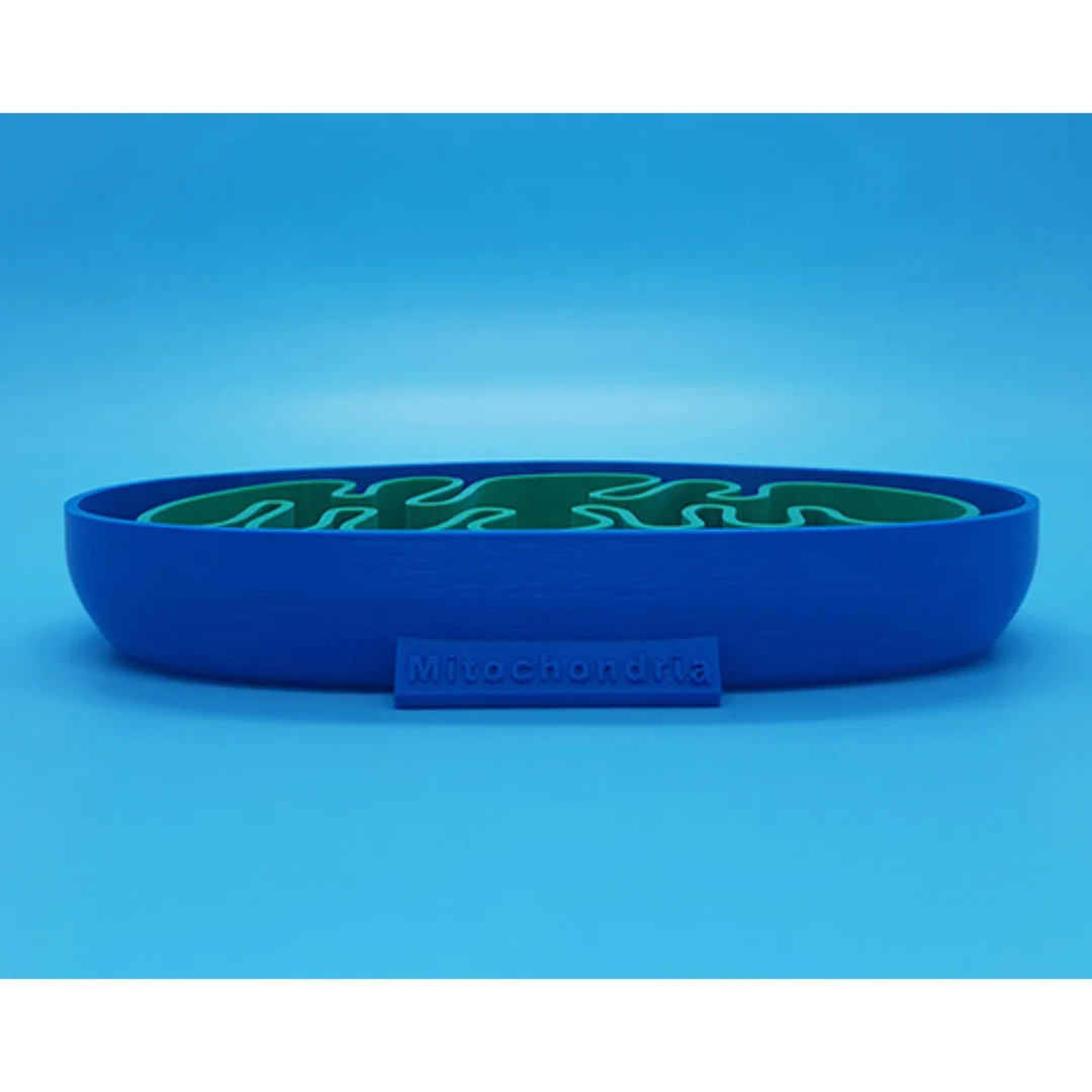 Low side view of a mitochondrion teaching model and its nameplate.