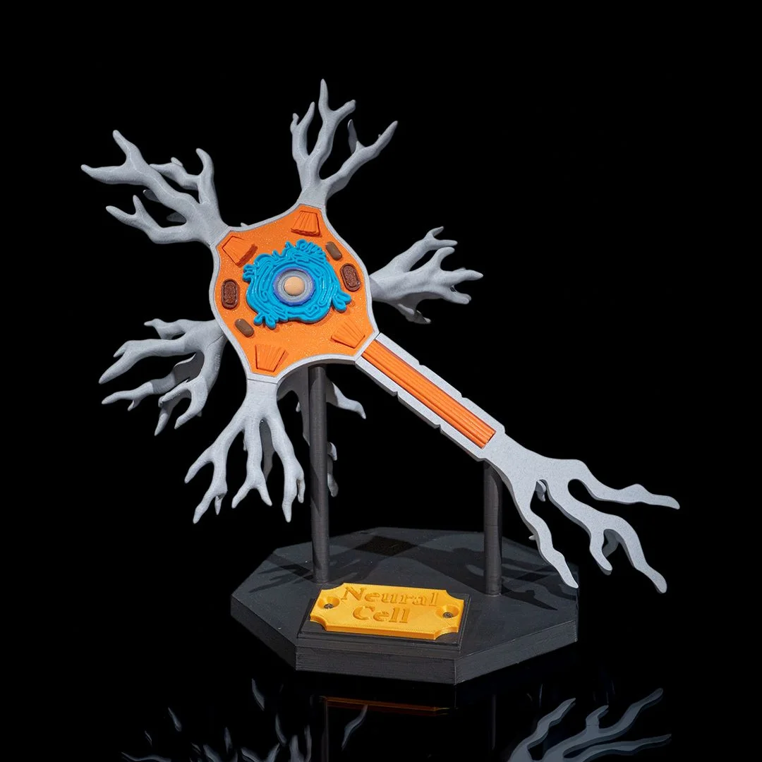 Neuron teaching model showing the cell body and branching extensions on a stand.