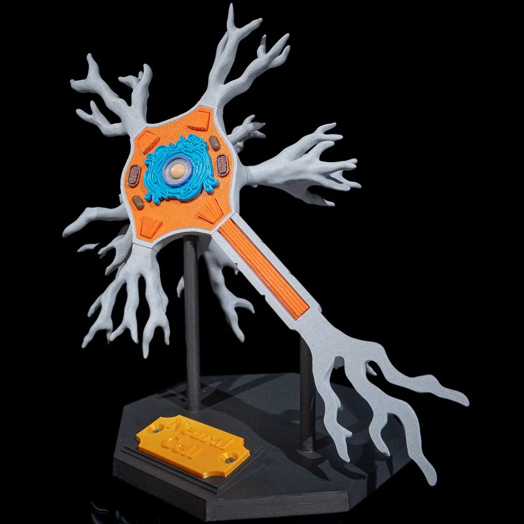 Close angled view of the neuron cell body and long extension.