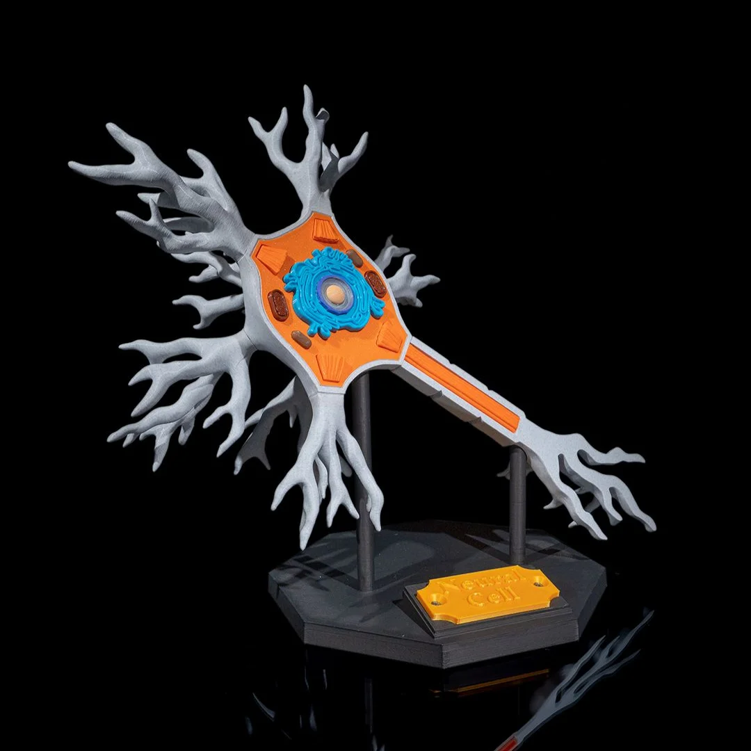 Front view of a neuron model showing its nucleus and branching structure.