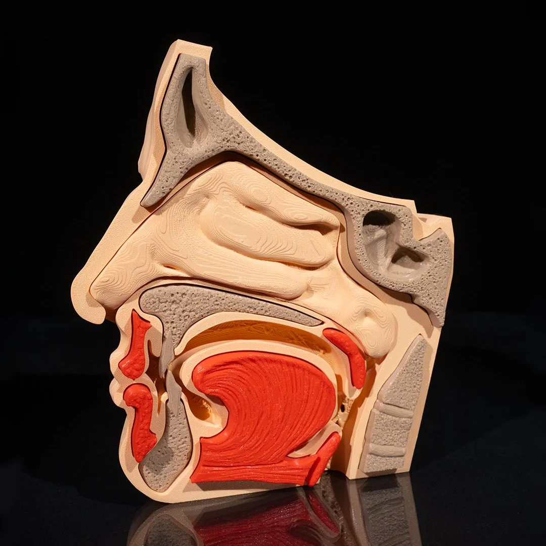 Head cross-section model showing the nasal cavity, sinuses and mouth.