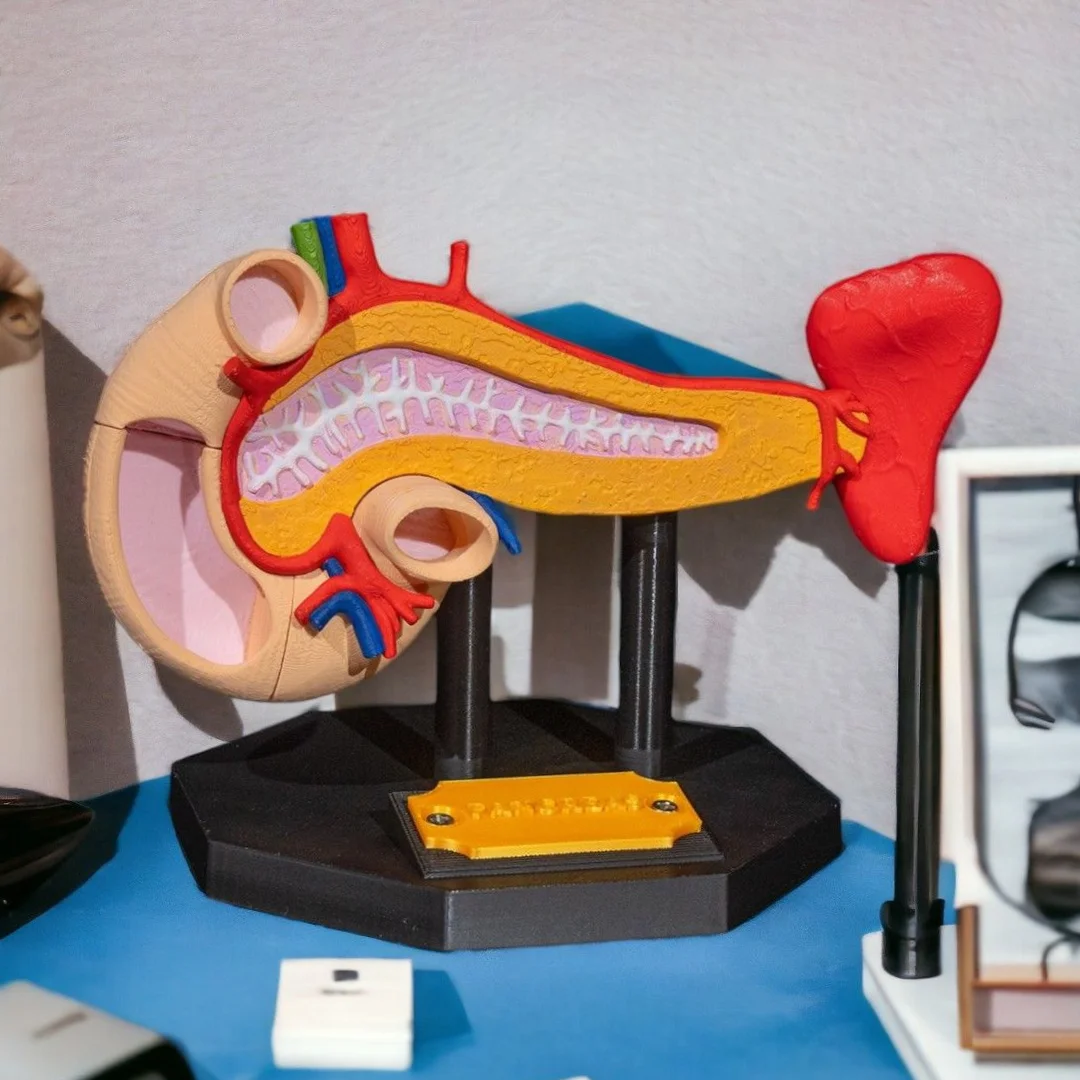 Front view of a pancreas teaching model on its display base.