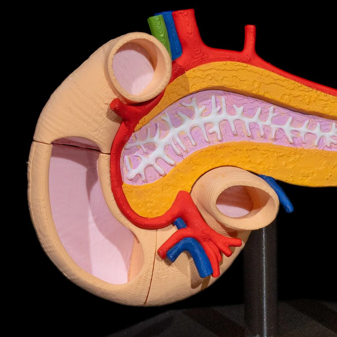 Close view of the pancreas cross-section and surrounding curved intestine.