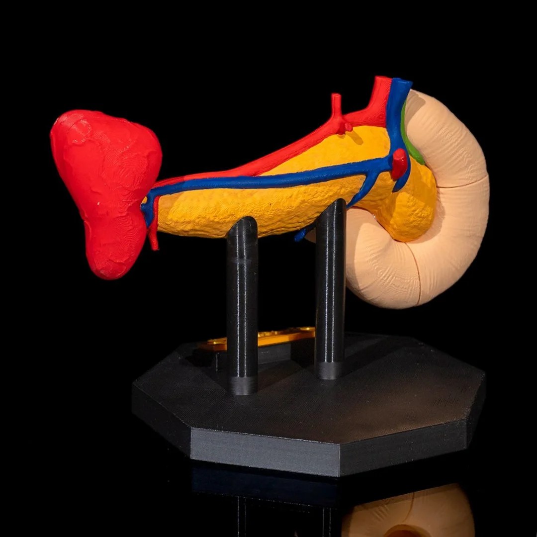 Rear view of a pancreas model with surface blood vessels visible.