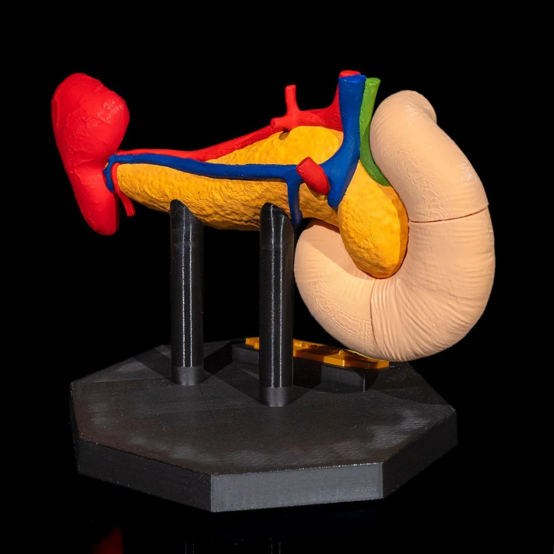 Angled rear view of the pancreas model and adjoining organs.