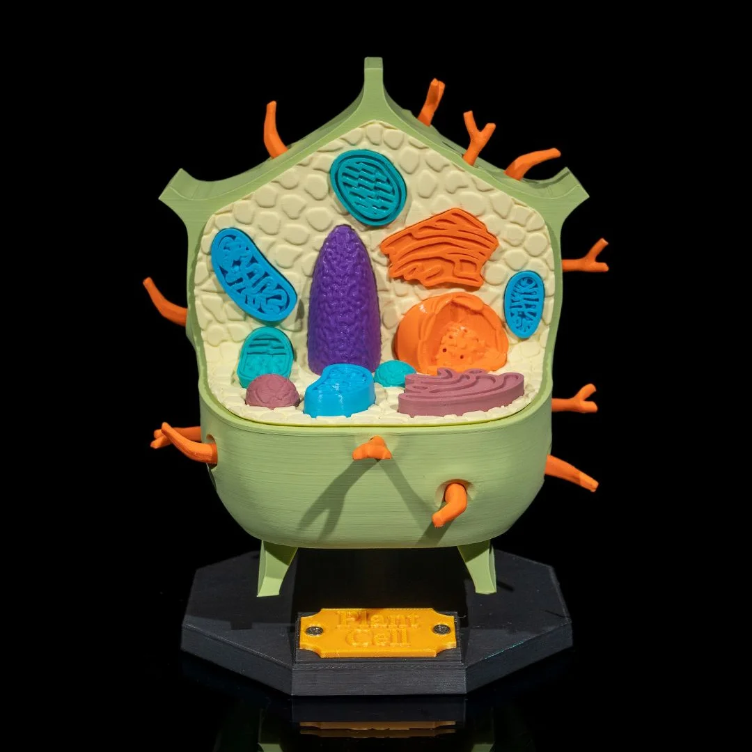 Plant cell cross-section model showing raised internal organelles on a stand.